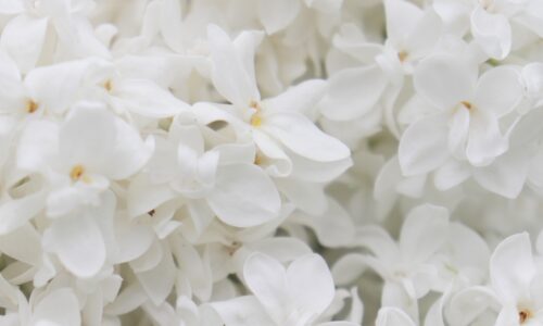 lilacs-g916a694ed_1920