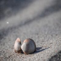 shell-g229df780e_1920